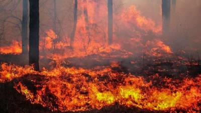 Казахстан намерен заключить с Кыргызстаном соглашение, устанавливающее зону совместной охраны лесов от пожаров