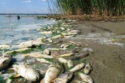 Жители рассказали о гибели рыбы после промышленной ловли на алтайском озере