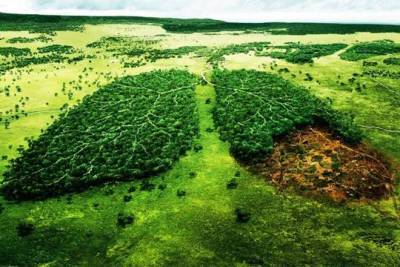 Проблема вырубки лесов стала особенно остро во многих странах