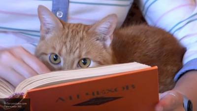 В Тверской области кота-библиотекаря убили из мести