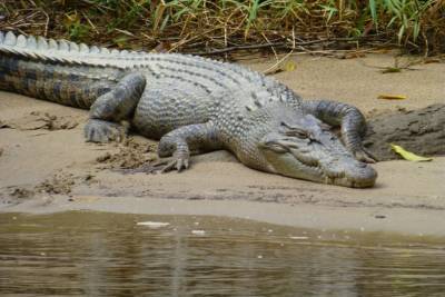 В Саксонии-Анхальт закрыли пляжи из-за крокодилов в реке