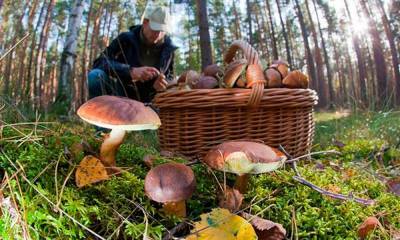 Вход в лес платный: в одном из регионов России появилась «грибная мафия»