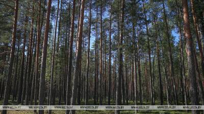В Минской области спасатели дважды за минувшие сутки искали потерявшихся в лесу