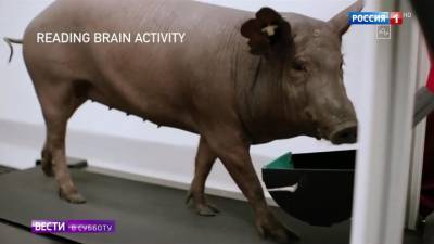 Вести.net: Илон Маск показал свинью с нейроинтерфейсом