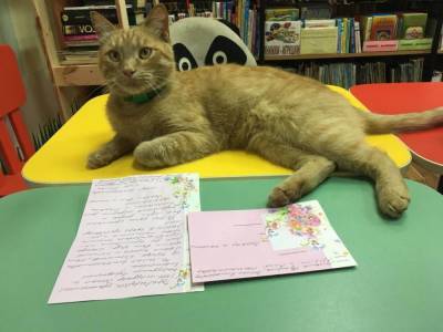 Житель Тверской области убил работавшего в библиотеке кота из мести