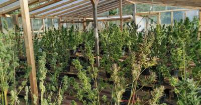 ФОТО. Под Огре и Дундагой нашли плантации марихуаны