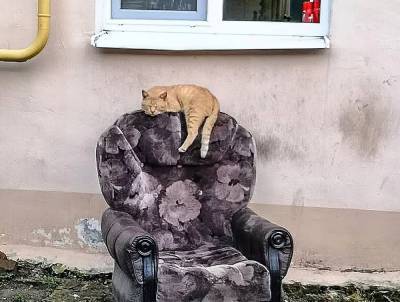 Царской жизни уличного кота позавидовали в сети ростовчане