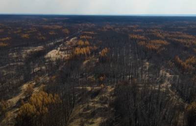 "Второй Чернобыль": в сети показали последствия лесных пожаров на Луганщине