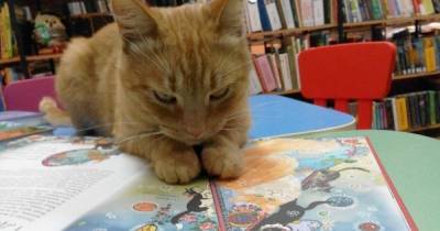 Живодер убил кота-библиотекаря в Тверской области