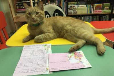 Был анонимный звонок: опубликованы подробности убийства библиотечного кота Степана в Тверской области