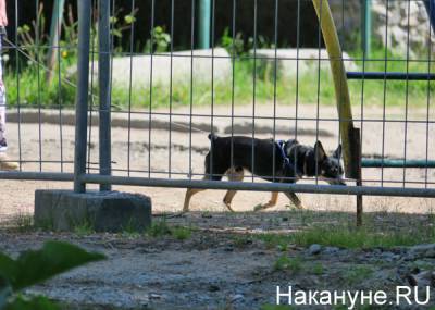 В Екатеринбурге полиция разбирается с живодером, избившим собаку в лифте дома