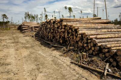 «Новые люди» выступили против уничтожения лесов в Томской области