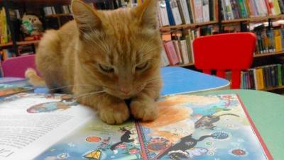 В Тверской области убили «работавшего» в местной библиотеке кота