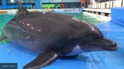 Двухлетний мальчик с ДЦП умер в калининградском дельфинарии