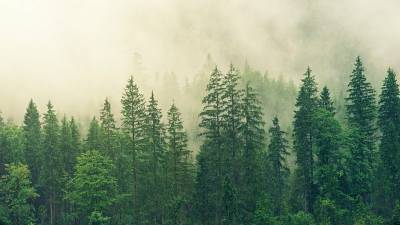 В Башкирии активно проводятся лесовосстановительные работы