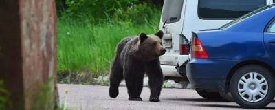 Медведи в Псковской области выходят к людям