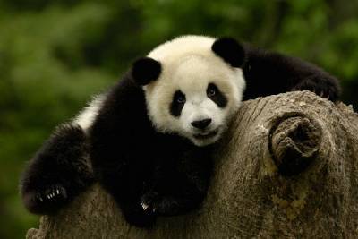 В Китае фотоловушка поймала писающих диких панд