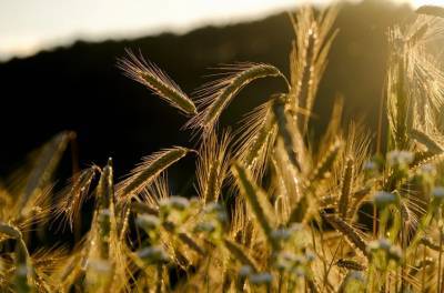 Собрано более четырех миллионов тонн зерна: новый рекорд установили аграрии