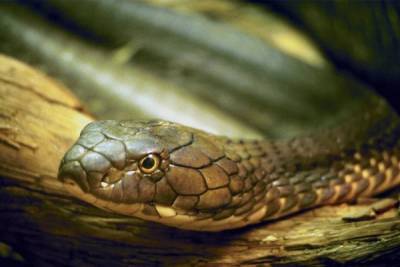 В минздраве Дагестана назвали фейком новость про змею, заползшую женщине в рот во время сна