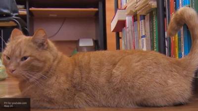 "Он идеальный": директор библиотеки рассказал об убитом сотруднике-коте
