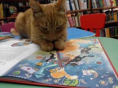 Тверская полиция занялась делом об убийстве кота-библиотекаря
