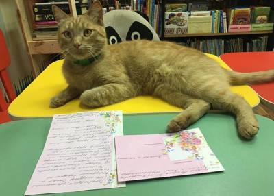 В Тверской области убили кота, который работал в местной библиотеке