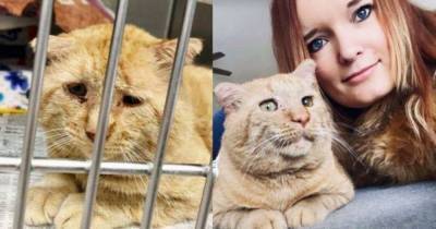 Брюс Уиллис, самый грустный кот: жизнь до и после