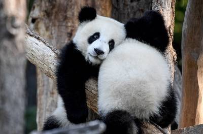 Панды-близнецы из берлинского зоопарка отпраздновали первый год жизни