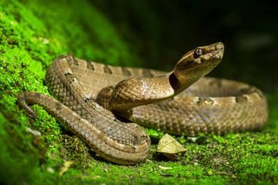 В Дагестане опровергли сообщения об извлечении змеи из пациентки