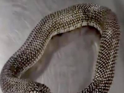 Новый вирусный ролик: змея пожирает саму себя