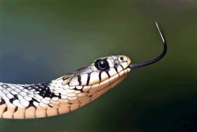 Названы правила первой помощи при укусах змей