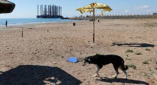 Зоозащитники назвали убийства собак в Баку следствием пробелов в законодательстве