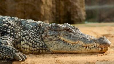 Крокодила весом 349 кг поймали в австралийской деревне