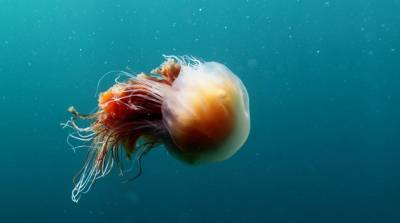 Гигантскую медузу запечатлели на видео в Ирландии
