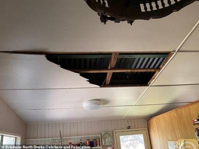 Грелись на солнце: В Австралии два питона проломили крышу особняка и напугали хозяина жилья