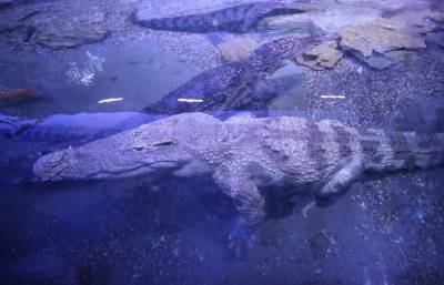 В Австралии на курорте поймали крокодила весом 350 килограммов
