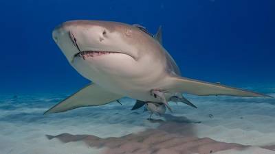 В США на покусанного аллигатором дайвера напала акула