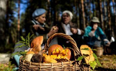 Die Presse (Австрия): русские и их фанатизм к собиранию грибов