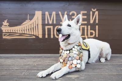 Юных москвичей пригласили поучаствовать в конкурсе «Портрет фронтовой собаки»
