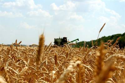 Свыше 700 тысяч тонн зерна намолотили аграрии региона