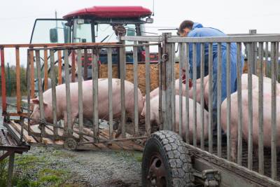Корпорация развития по суду избавляется от акций сахалинских свиноводов