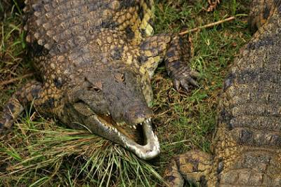 Пропавшего подростка нашли в желудке крокодила
