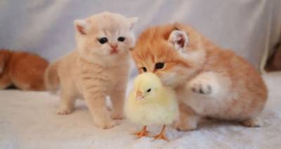 Невозможно милые: дружба очаровательных котят и цыпленка ломает стереотипы. Видео