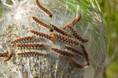 Угроза вспышки массового размножения шелкопряда в Хабкрае отсутствует