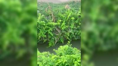 Ожесточенная схватка огромных змей в Индии попала на видео