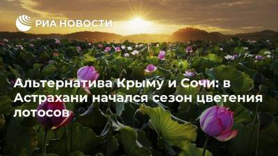 Альтернатива Крыму и Сочи: в Астрахани начался сезон цветения лотосов