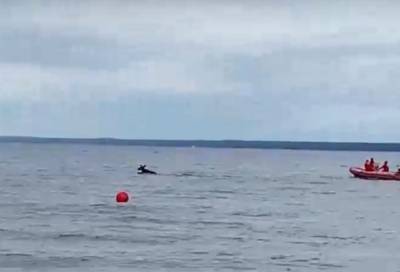Спасатели вытащили из Финского залива тонущего лося