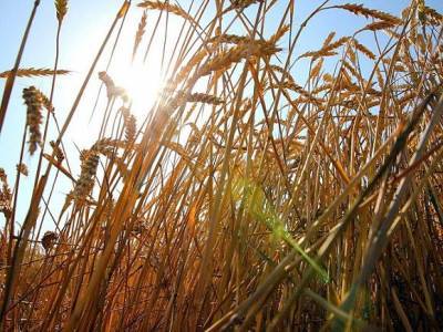 В Ростовской области собрали самый большой в стране урожай ранних зерновых