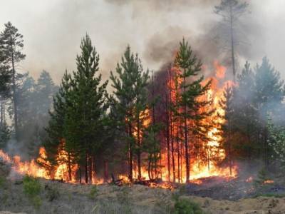 В Курганской области снова начались природные пожары, введен запрет на посещение лесов