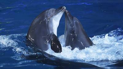 Прокуратура требует закрыть дельфинарий Севастополя из-за нарушений